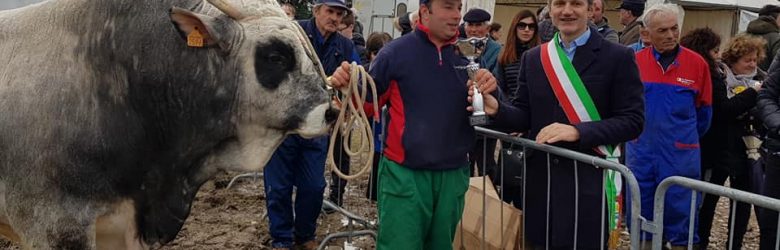 Il toro Dario si aggiudica il trofeo San Gregorio 2018