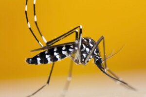 Campagna di prevenzione zanzara tigre – Ordinanza sindacale e misure da adottare